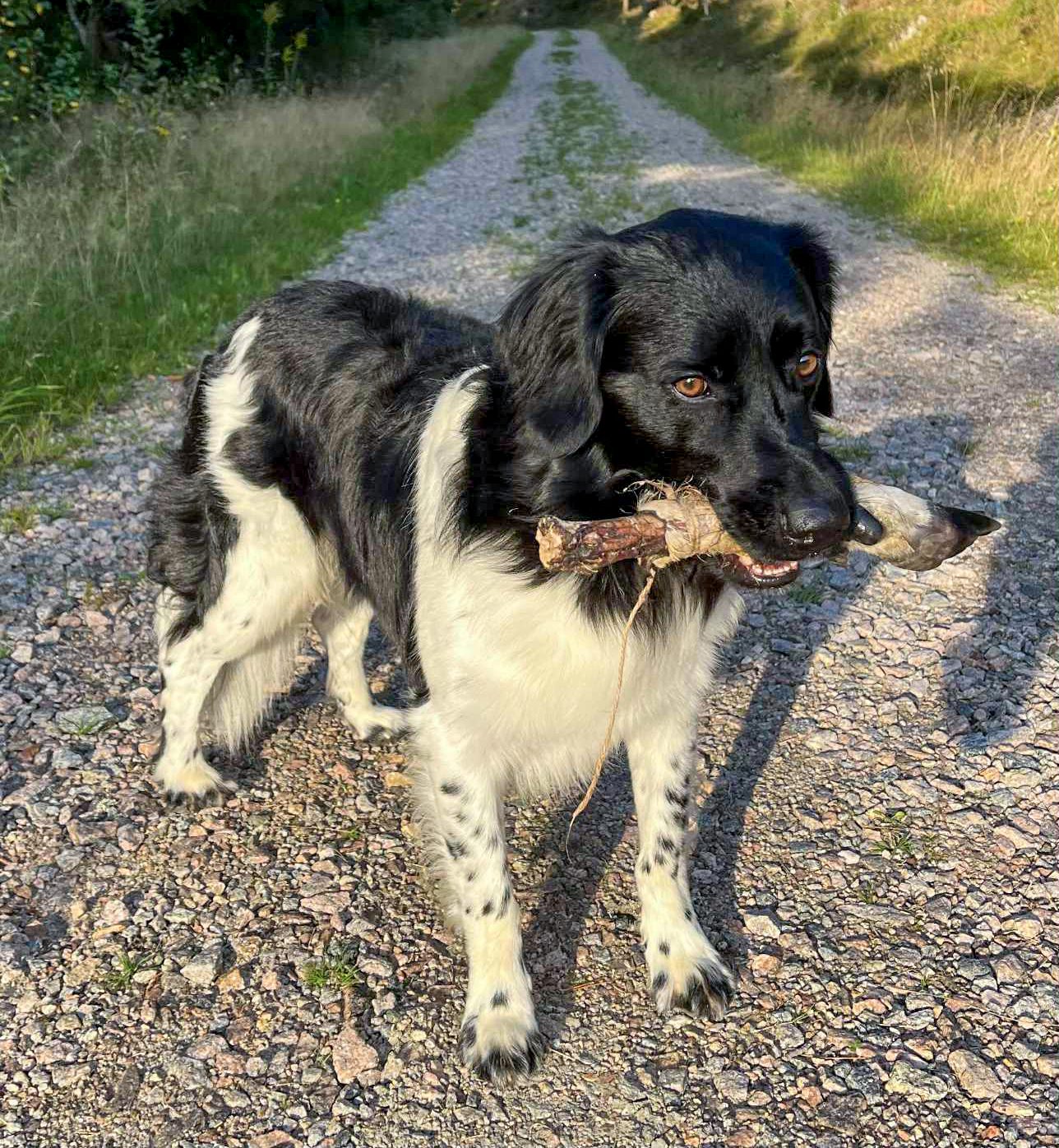 Hund med en viltklöv i munnen.